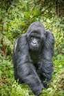 Africa-Rwanda-Volcanoes National Park-Mountain Gorilla Silverback Art Print